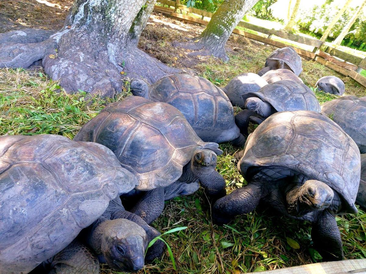 Le Vasseur La Buse Eco Resort Anse la blague Экстерьер фото